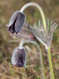 Attēlu rezultāti vaicājumam “Pulsatilla pratensis flower”