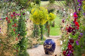 Attēlu rezultāti vaicājumam “Anethum graveolens flower”