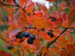 Attēlu rezultāti vaicājumam “Aronia melanocarpa leaf”