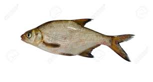 Attēlu rezultāti vaicājumam “Abramis brama”