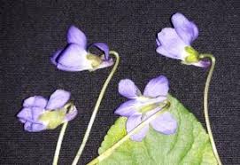 Attēlu rezultāti vaicājumam “Viola odorata bud”