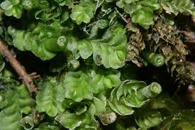 Attēlu rezultāti vaicājumam “Jungermannia subulata”