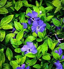 Attēlu rezultāti vaicājumam “Vinca minor leaf”