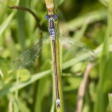 Attēlu rezultāti vaicājumam “Lestes dryas female”