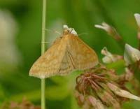 Attēlu rezultāti vaicājumam “Sitochroa verticalis”
