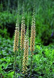 Image result for Digitalis ferruginea