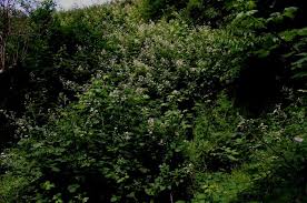 Attēlu rezultāti vaicājumam “Rubus plicatus leaf”