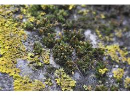 Attēlu rezultāti vaicājumam “Orthotrichum diaphanum”