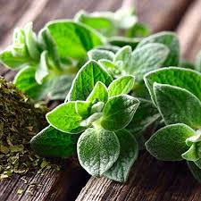 Attēlu rezultāti vaicājumam “Origanum vulgare leaf”