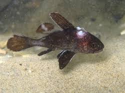 Image result for Sciaena umbra