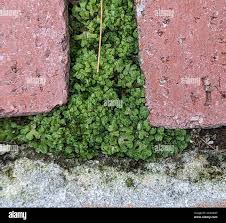 Attēlu rezultāti vaicājumam “Riccia cavernosa”