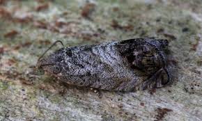 Attēlu rezultāti vaicājumam “Cydia splendana”