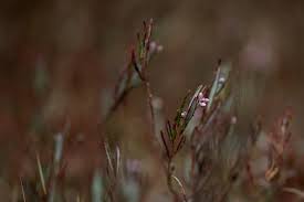 Attēlu rezultāti vaicājumam “Andromeda polifolia bud”