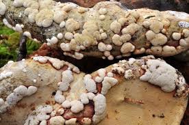 Attēlu rezultāti vaicājumam “Hypocrea rufa”