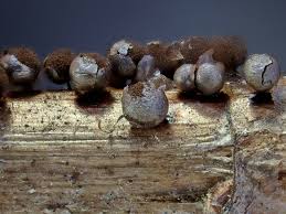 Attēlu rezultāti vaicājumam “Lamproderma ovoideum stalked”