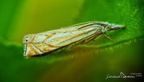 Attēlu rezultāti vaicājumam “Crambus lathoniellus”