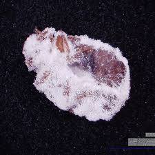 Attēlu rezultāti vaicājumam “Badhamia juliae spores”