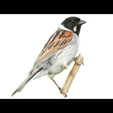 Attēlu rezultāti vaicājumam “Emberiza schoeniclus eggs”