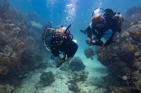 Image result for Looe Diving Club