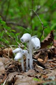 Image result for ギンリョウソウ