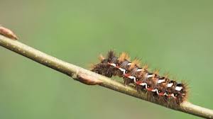 Attēlu rezultāti vaicājumam “Euthrix potatoria larva”