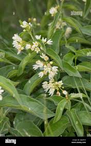 Attēlu rezultāti vaicājumam “Vincetoxicum hirundinaria flower”