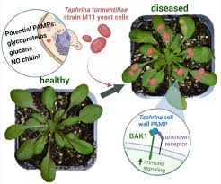 Attēlu rezultāti vaicājumam “Taphrina padi”