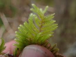 Attēlu rezultāti vaicājumam “Eurhynchiastrum pulchellum”