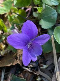 Attēlu rezultāti vaicājumam “Viola reichenbachiana”