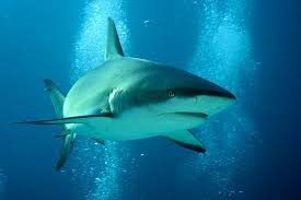 Image result for Carcharhinus plumbeus