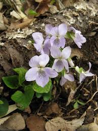 Attēlu rezultāti vaicājumam “Viola mirabilis”