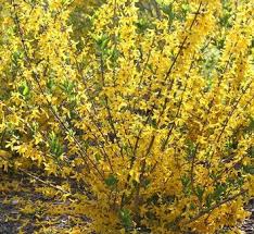 Attēlu rezultāti vaicājumam “Forsythia suspensa”