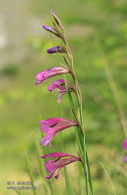 Attēlu rezultāti vaicājumam “Gladiolus imbricatus flower”