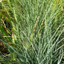 Attēlu rezultāti vaicājumam “Carex panicea flower”