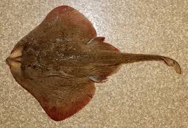 Image result for Leucoraja