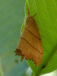 Attēlu rezultāti vaicājumam “Falcaria lacertinaria”