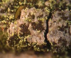 Attēlu rezultāti vaicājumam “Collema”