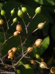 Attēlu rezultāti vaicājumam “Scrophularia nodosa fruit”