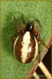 Attēlu rezultāti vaicājumam “Licea pygmaea”