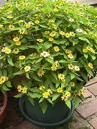 Attēlu rezultāti vaicājumam “Melampsoridium sp.”