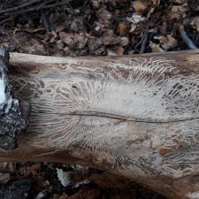 Attēlu rezultāti vaicājumam “Scolytus ratzeburgi”