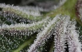 Attēlu rezultāti vaicājumam “Trichia botrytis stalked”