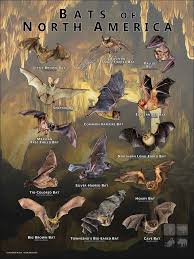 Attēlu rezultāti vaicājumam “Chiroptera”