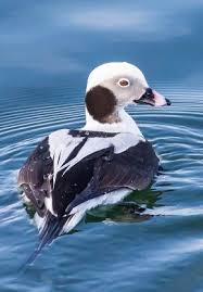 Attēlu rezultāti vaicājumam “Clangula hyemalis”