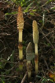 Attēlu rezultāti vaicājumam “Equisetum telmateia”
