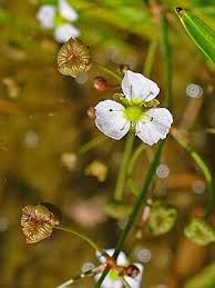 Attēlu rezultāti vaicājumam “Alisma gramineum flower”