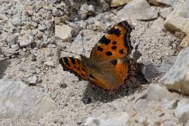 Attēlu rezultāti vaicājumam “Nymphalis polychloros upperside”