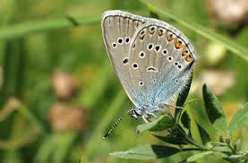 Attēlu rezultāti vaicājumam “Agrodiaetus amandus female”
