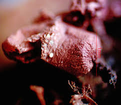 Attēlu rezultāti vaicājumam “Cribraria rubiginosa”