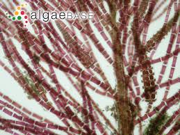 Attēlu rezultāti vaicājumam “Ceramium sp.”